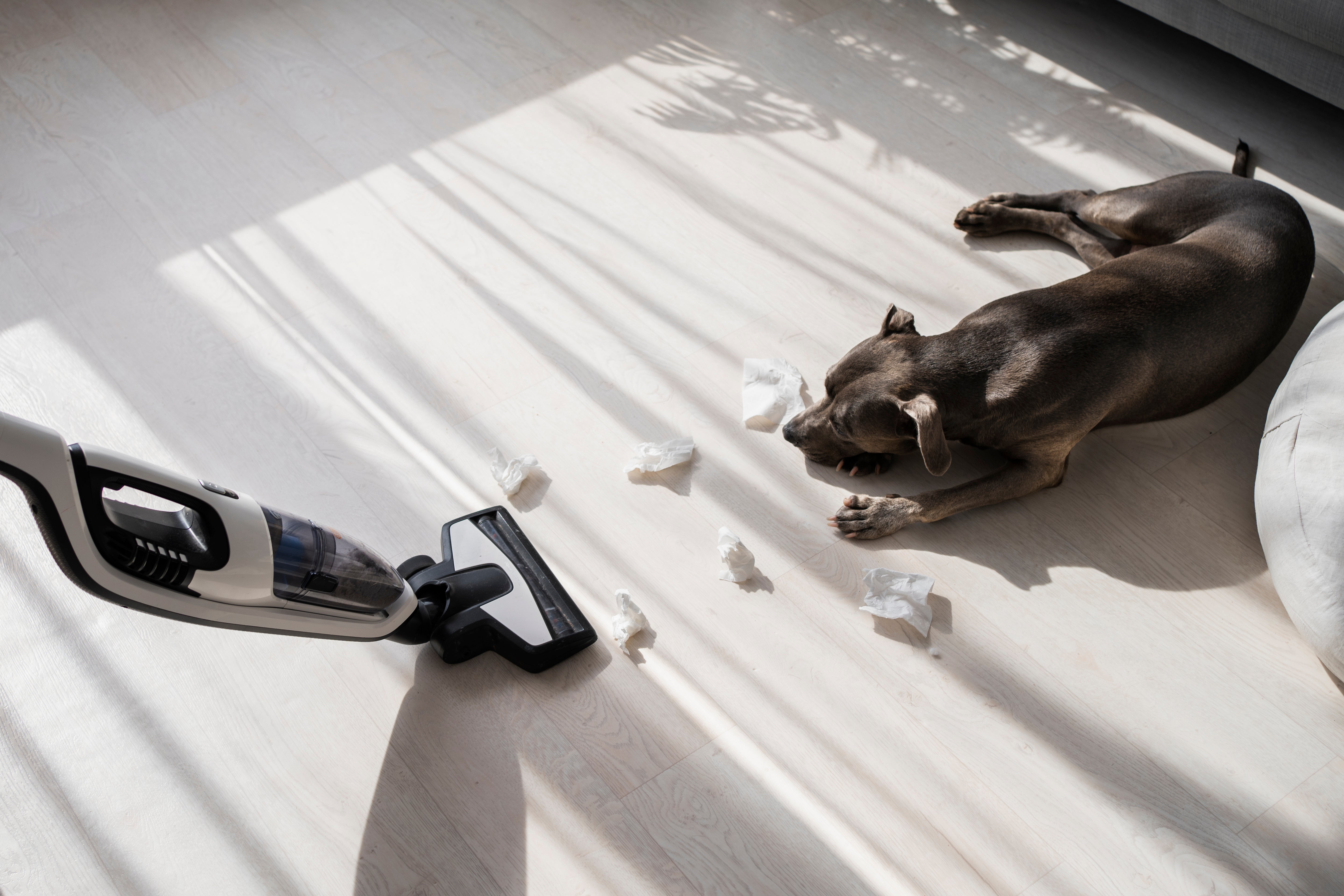 Say Goodbye to Pet Stains and Odors with Our Pet Stain & Odor Remover